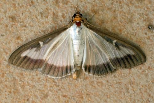 Réf. 265 899 : Cydalima perspectalis